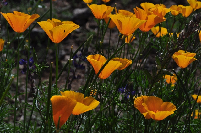 Mexican poppies